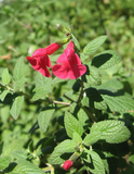 Salvia Roja – Salvia Microphylla