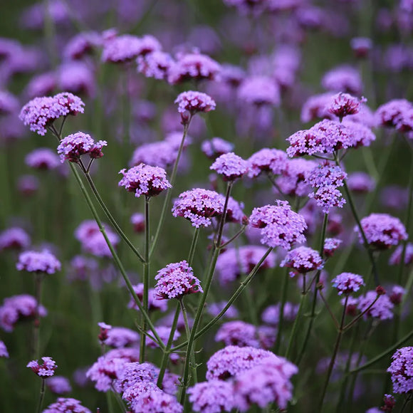 CUBRESUELOS Y PLANTAS