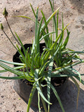 Bulbines – Bulbine Frutescens