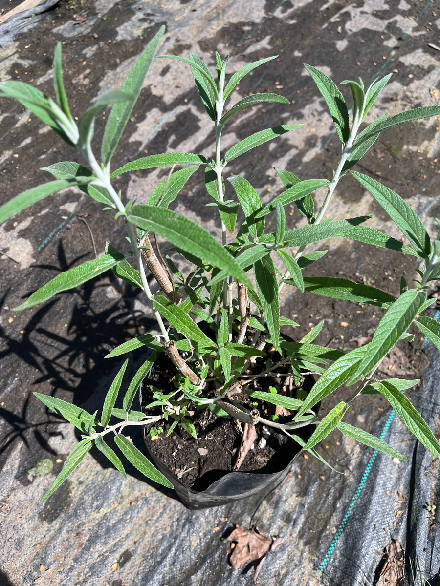 Salvia leucantha