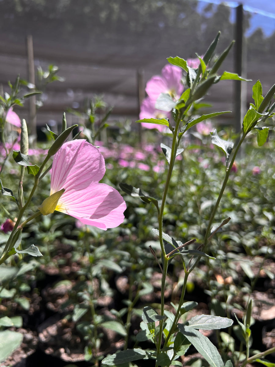 oenothera
