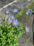 Agatea Verde – Felicia Amelloides