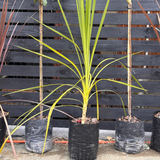 Drácena verde - Cordyline australis (variedad verde)