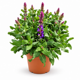 Salvia Nemorosa