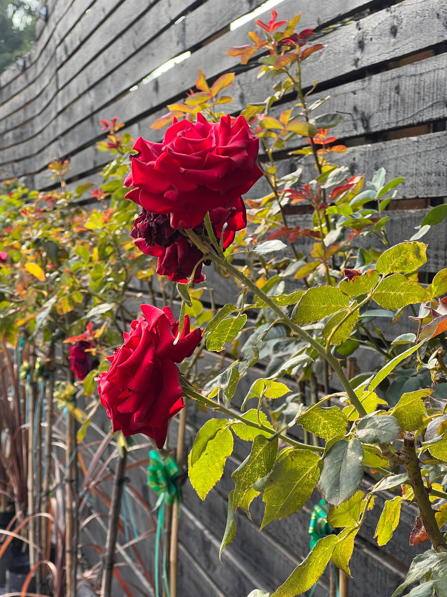 Rosa pie Alto