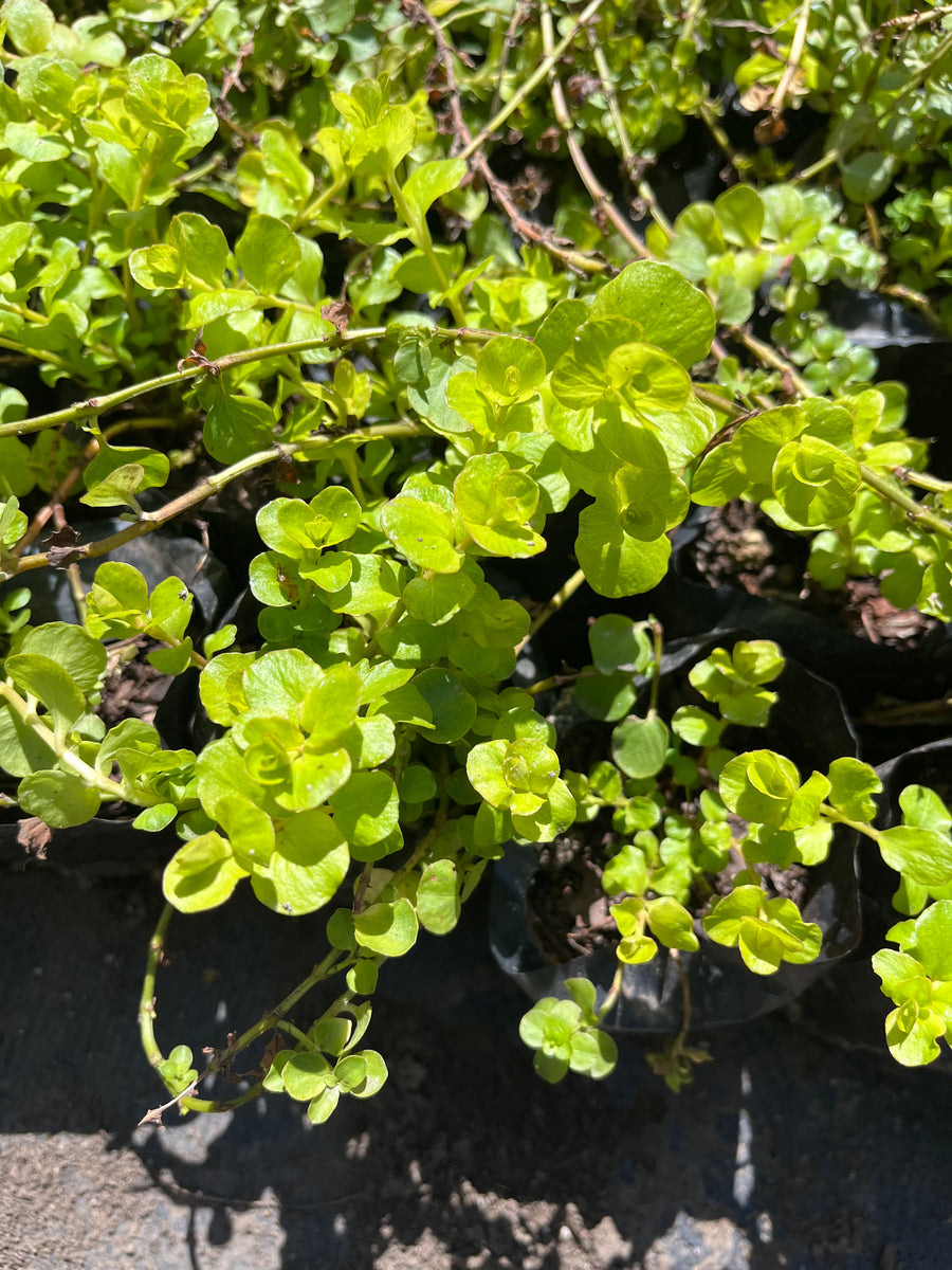 Lysimachia nummularia en maceta