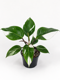 Philodendron White Princess