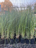 COLA DE ZORRO (cortaderia selloana)