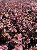 Sedum Rojo Atropurpurea