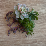 🌵 Kit Suculover – Cubresuelos Chile