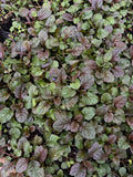 Ajuga Morada