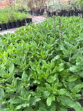 Salvia Nemorosa