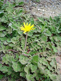 Inula (Arctotheca caléndula)
