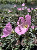 oenothera