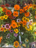 Gazania Colores