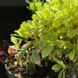 Pitosporo Tobira Enano Variegado – Formato Grande (Bolsa 40)