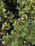 PITOSPORO NIGRICANS