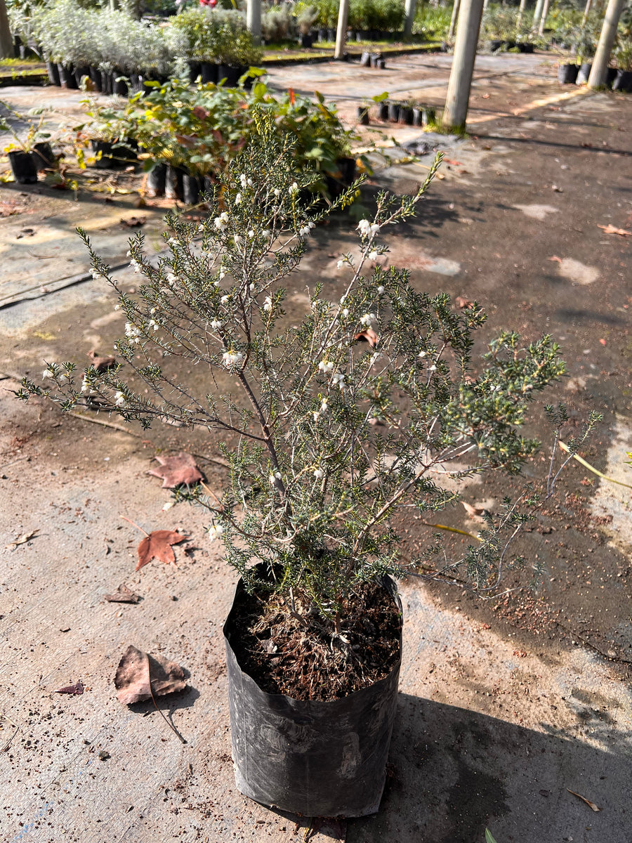 Phylica Blanca