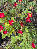 Rosas B40