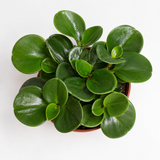 Peperomia Obtusifolia