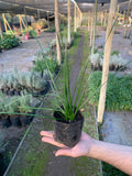 Cefirante (Zephyranthes candida)