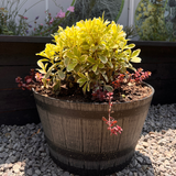 Arreglo de maceta Pitosporo tobira Variegado y Sedum Rojo