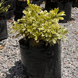 Pitosporo Tobira Enano Variegado – Formato Grande (Bolsa 40)