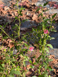 Malva de Cerro