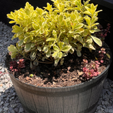 Arreglo de maceta Pitosporo tobira Variegado y Sedum Rojo