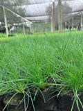 Festuca “Buddy Blue”