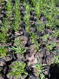 Rayo De Sol – Mesembryanthemum Sp