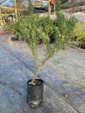Romero Azul – Rosmarinus Officinalis “Tuscan Blue”