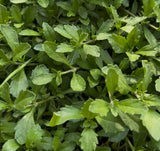 Tiqui tiqui (Phyla nodiflora)