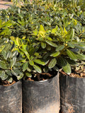 Pitosporo Tobira Enano – Pittosporum Tobira Nana
