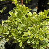 Pitosporo Tobira Enano Variegado – Formato Grande (Bolsa 40)