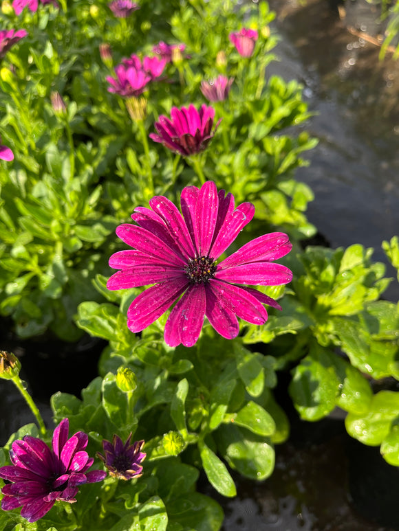 Osteospermum Morado