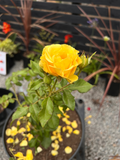 Rosal Amarillo – Crecimiento Libre (Maceta Mediana)