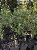 PITOSPORO NIGRICANS