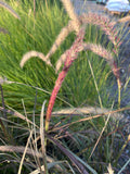 Pennisetum Rubra (rojo)