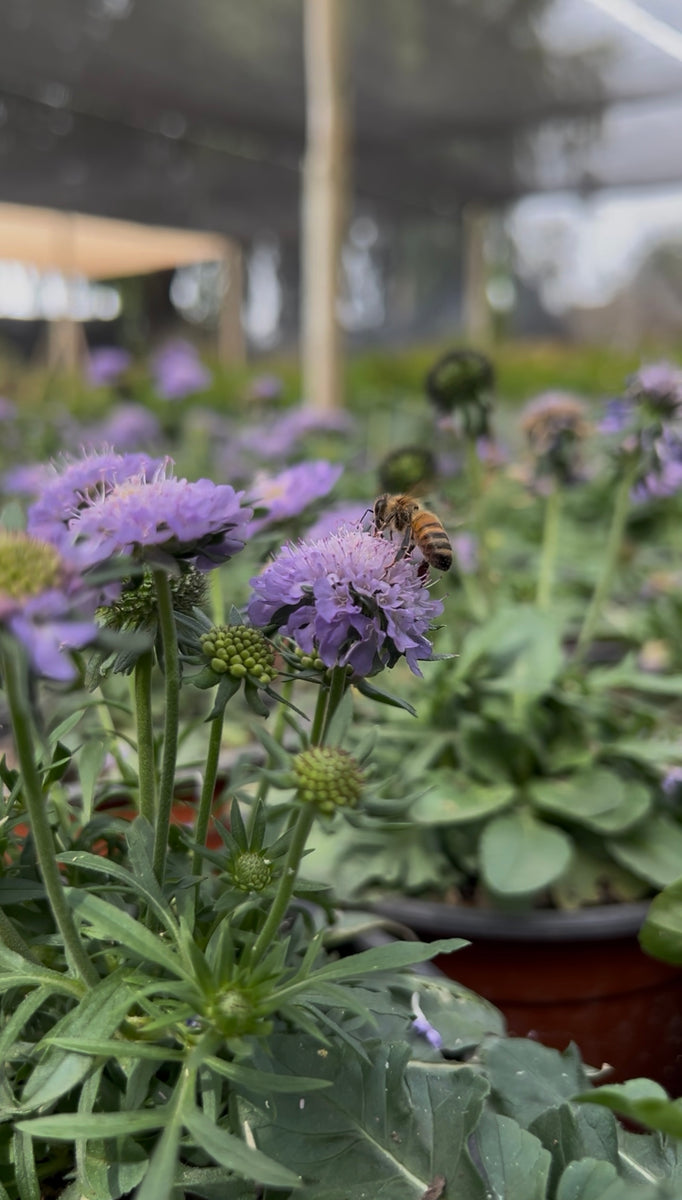 Scabiosa