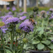 Scabiosa