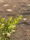 CUPHEA (VERONICA COLOMBIANA)