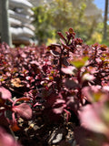 Sedum Rojo Atropurpurea