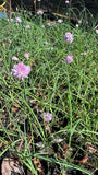 Ciboulette (Allium schoenoprasum)
