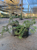 Romero Rastrero – Rosmarinus Officinalis Prostratus