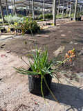Bulbines – Bulbine Frutescens