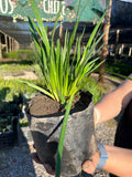 Huilmo azul de California
(Sisyrinchium bellum)