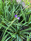 Huilmo azul de California
(Sisyrinchium bellum)