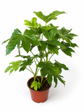 Aralia Japónica