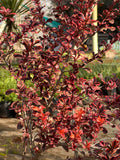 Coprosma tequila